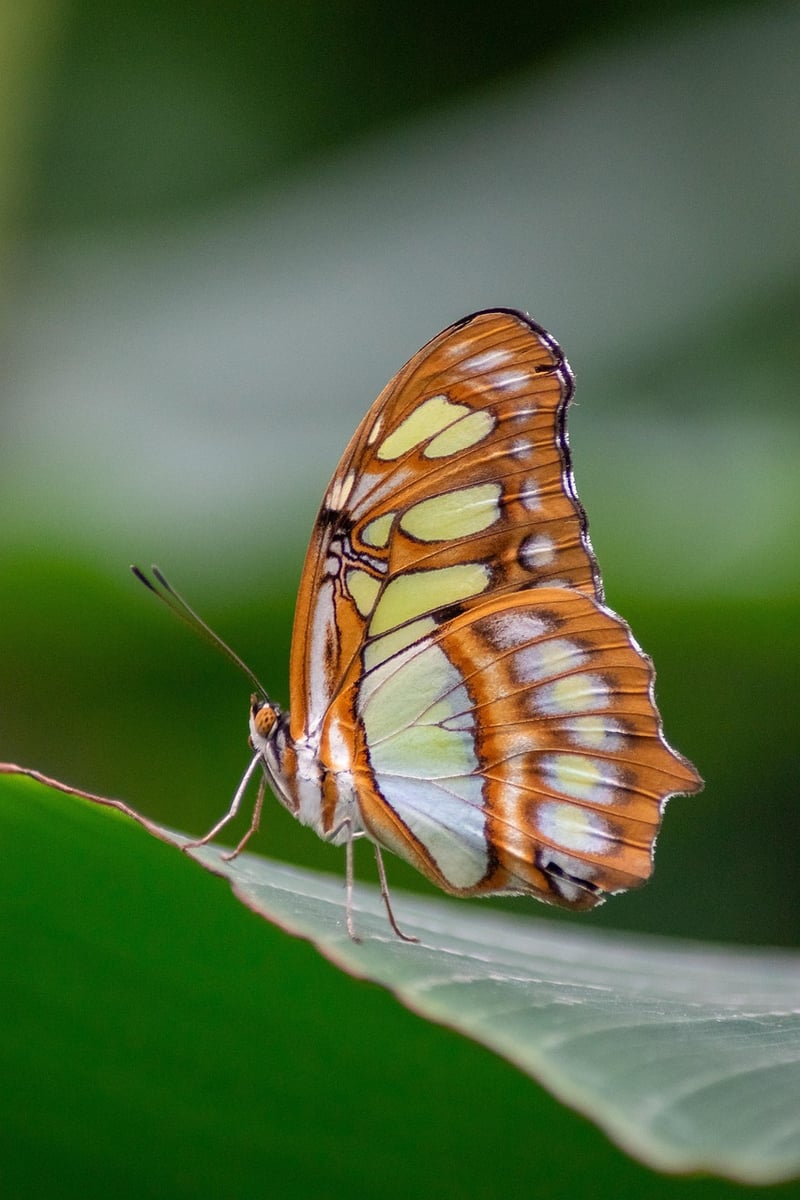 Butterfly emerging from cocoon